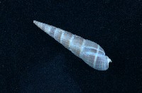 藏品(筍螺)的圖片